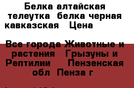 Белка алтайская телеутка, белка черная кавказская › Цена ­ 5 000 - Все города Животные и растения » Грызуны и Рептилии   . Пензенская обл.,Пенза г.